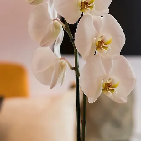 Rosa Do Bairro Alto Апартаменты Лиссабон